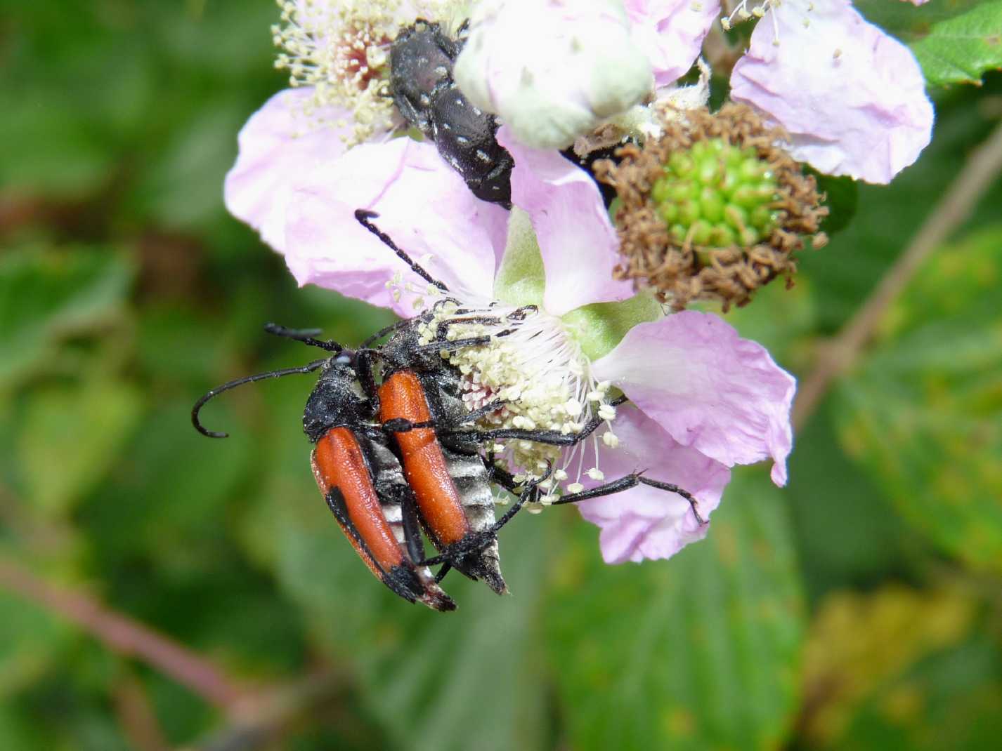 Stictoleptura cordigera in accoppiamento